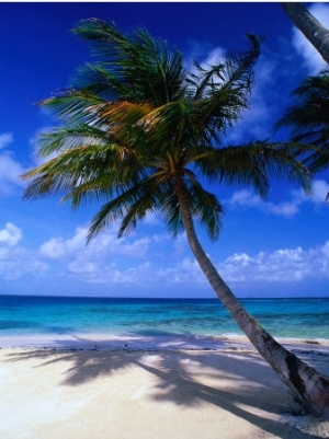 A Palm Tree Bends to the Caribbean Sea on a Key in the San Blas Islands, San Blas, Panama