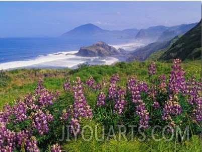 Lupine Flowers and Rugged Coastline along Southern Oregon, USA