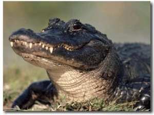 American Alligator Portrait, Florida, USA