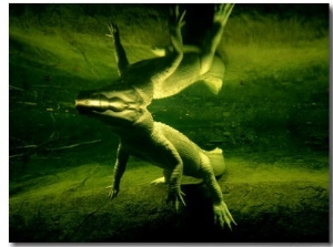 Underwater View of a Rare White Alligator