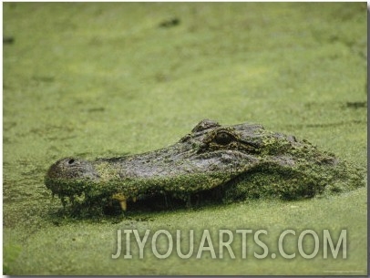 An Alligator Swims Through Duckweed, Elm Lake, Brazos Bend State Park