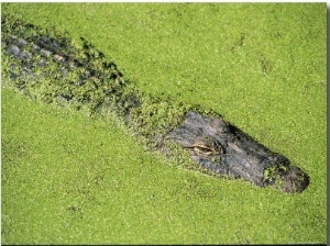 An American Alligator Glides Through Duckweed Covered Waters
