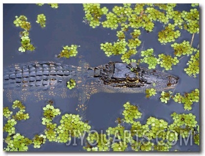 Juvenile Alligator in Swampland (Bayou) at Jean Lafitte National Historical Park and Preserve, USA