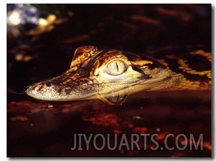 American Alligator, Native to South Eastern USA 01