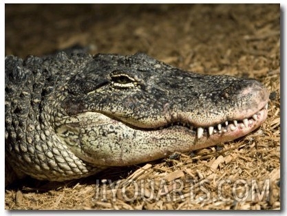 American Alligator Shows his Teeth as He Lays on Wood Chips, Henry Doorly Zoo, Nebraska