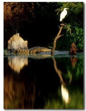 Morelets Crocodile, Sunning, Mexico