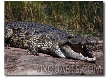 Nile Crocodile with Mouth Open, Uganda, Africa