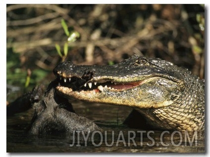 American Alligator Eats its Prey on Floridas Gulf Coast