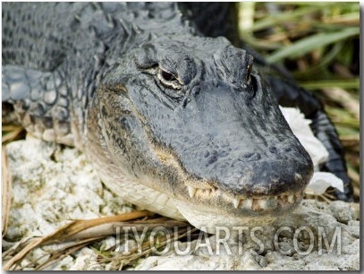 Alligator Being Fed, Everglades National Park, USA