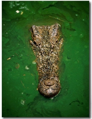 Crocodile in Green Water, Malaysia
