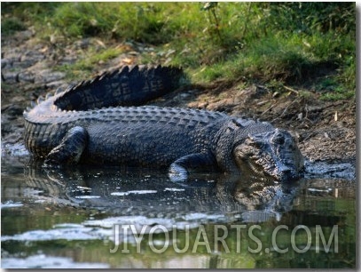 Saltwater Crocodile on Waters Edge, Kakadu National Park, Australia