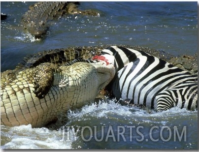 Nile Crocodile, Eating a Common Zebra, Masai Mara