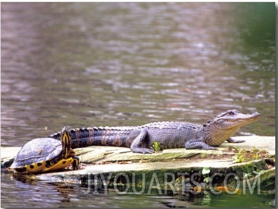 Turtle and Alligator in Pond at Magnolia Plantation, Charleston, South Carolina, USA