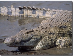 Nile Crocodile (Crocodylus Niloticus), Mara, Kenya