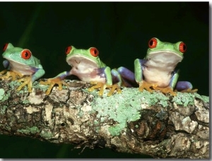 Red Eyed Tree Frogs, Agalychnis Callidryas Central America