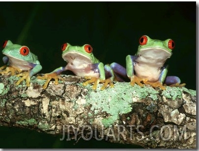 Red Eyed Tree Frogs, Agalychnis Callidryas Central America