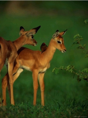 A Female Impala and Her Youngster with an Oxpecker Bird on its Back