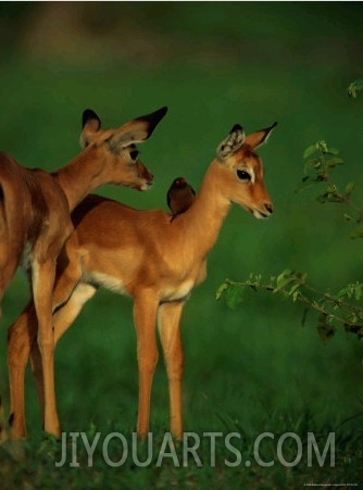 A Female Impala and Her Youngster with an Oxpecker Bird on its Back