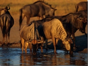 A Group of Black Wildebeests Gather to Drink at a Water Hole