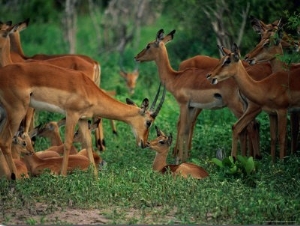 A Group of Impala with Their Young