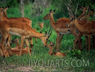 A Group of Impala with Their Young