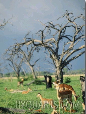 A Group of Resting Gazelles