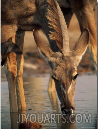 Antelope Drinking from a Water Hole