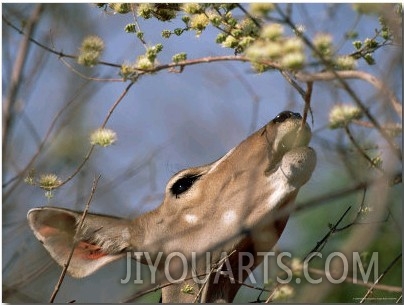 Antelope Eating Tree Buds