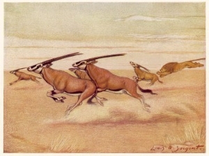 erd of Antelopes (Beisa Oryx) Running Across the Plains with a Lion in Pursuit