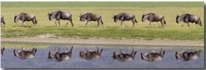 Herd of Wildebeests along a River, Ngorongoro Crater, Tanzania