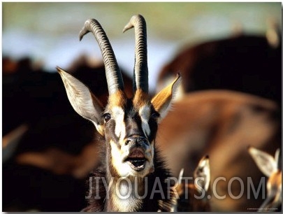 Sable Antelope Vocalizing