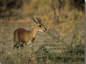Steenbok, Raphicerus Campestris, Chobe National Park, Savuti, Botswana, Africa