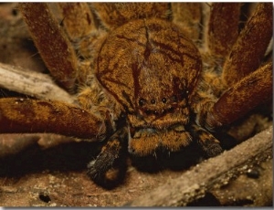 A Close View of a Large Huntsman Spider, Heteropoda Species