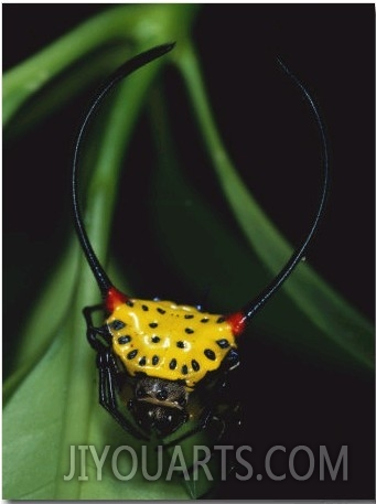 A Close View of a Spiny Backed Spider, Gasteracantha Species