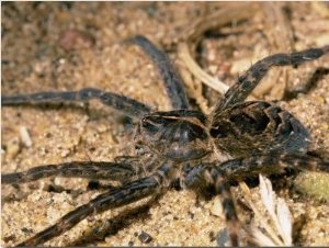 A Close View of Brownish Gray Fishing Spider in the Sand