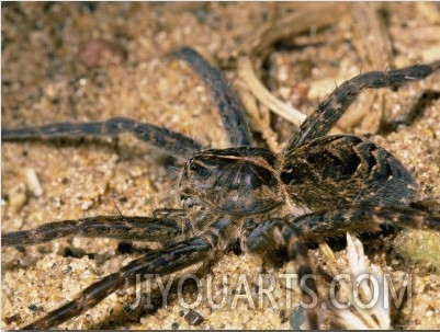 A Close View of Brownish Gray Fishing Spider in the Sand