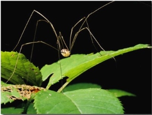 A Daddy Long Legs Spider Walks Across a Leaf