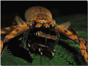 A Furry Spider Preys on an Insect