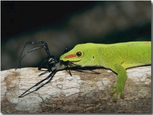 A Madagascar Day Gecko Feeds on a Spider