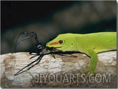 A Madagascar Day Gecko Feeds on a Spider
