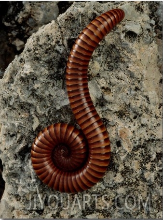A Millipede Curled on a Rock   George Grall