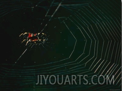 An Orb Weaver Spider and its Web Sparkle in the Sunshine 01