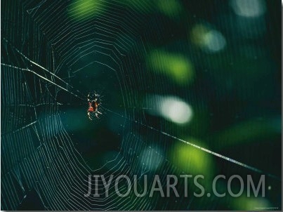 An Orb Weaver Spider and its Web Sparkle in the Sunshine