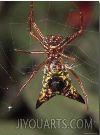 Arrow Shaped Micrathena Spider on its Orb Web