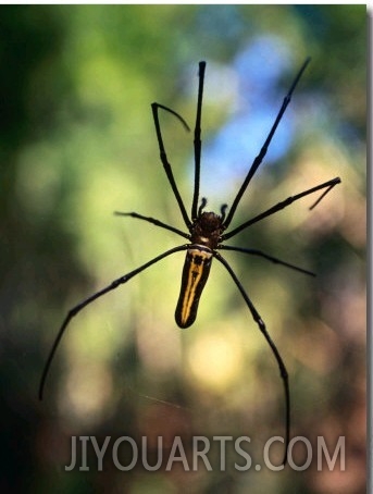 Black and Yellow Spider, Bago, Myanmar (Burma)