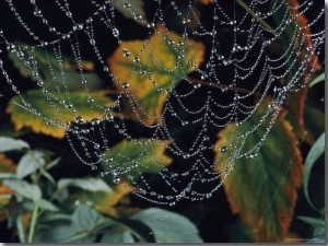 Close up of Portion of a Lacey Spiderweb Beaded with Dew
