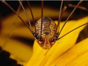 close View of a Daddy Longlegs Harvestman