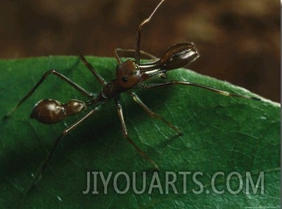 Close View of a Jumping Spider, Myrmarachne Sp