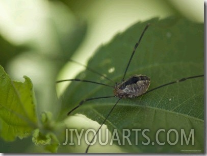 Daddy Longlegs Spider Sits on a Leaf, Lincoln, Nebraska