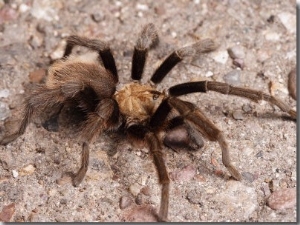 Desert Tarantula Spider Crawling Across a Road